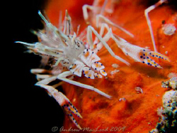 Tiger shrimp. Canon g10 by Andrew Macleod 